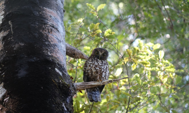 Ruru in a tree on Waiheke Island