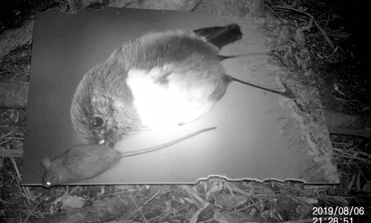 night vision of rat eating poster
