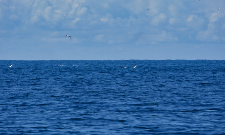 Seabirds in the ocean around Motiti