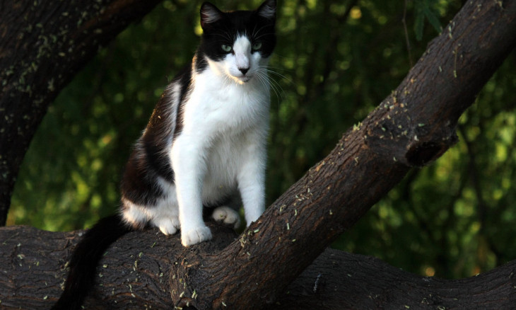 Feral cat in a tree