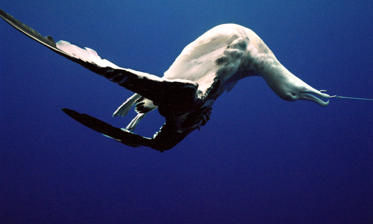 Dead albatross on a longline hook underwater