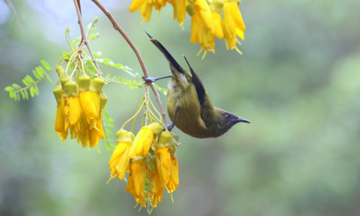 Bellbird (korimako) hanging from a kowhai flower stem