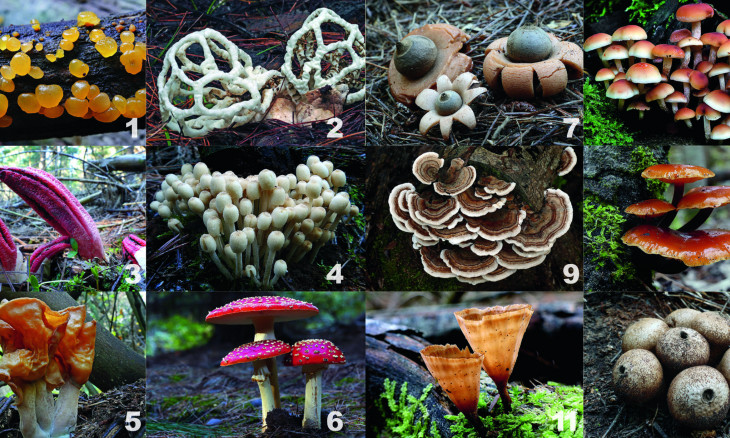 12 species of fungi to guess