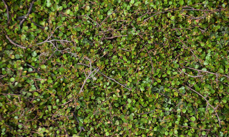 Muehlenbeckia astonii (shrubby tororaro) plants