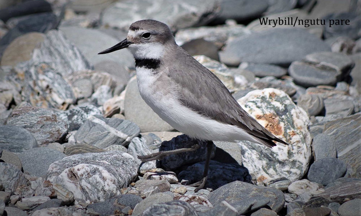 A wrybill stands on a braided river