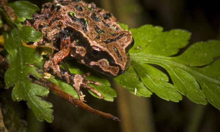Archey's frog sitting on a leaf