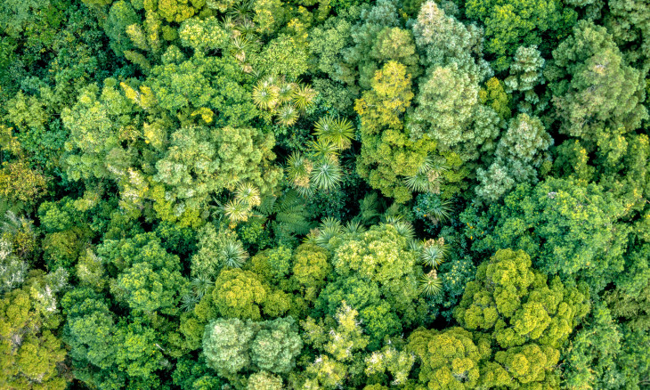 Aerial view of lush forest canopy