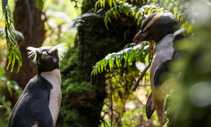 Tawaki/Fiordland crested penguins