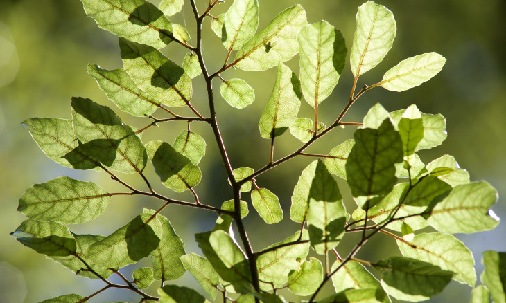 Putaputawētā or the marble leaf tree with light behind