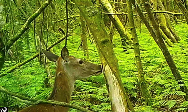 Trailcam footage of deer eating tree bark in a forest