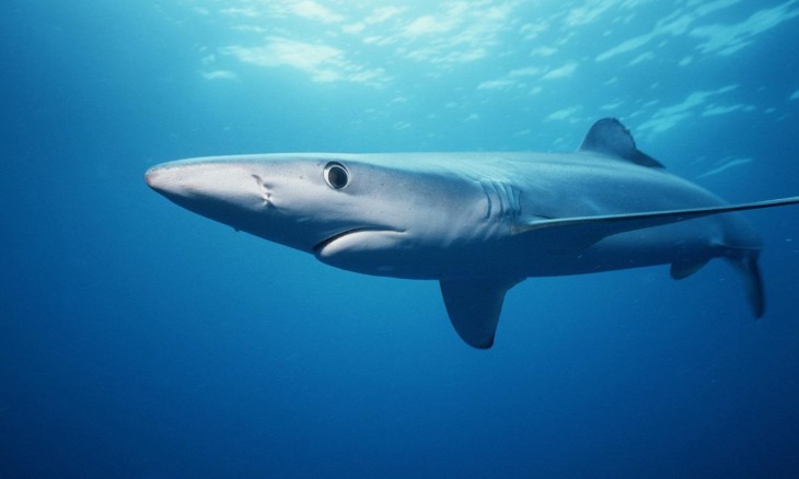 Blue shark underwater