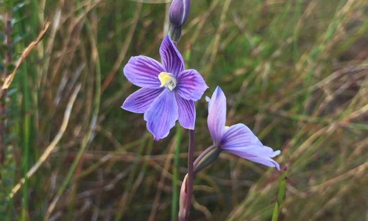 Purple bloom of the striped sun orchid Thelmitra cyanea