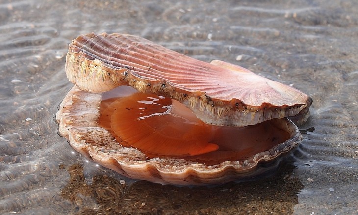 An open scallop shell on sand