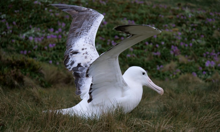 Southern royal albatross stretches wings among megaherbs on Campbell Island