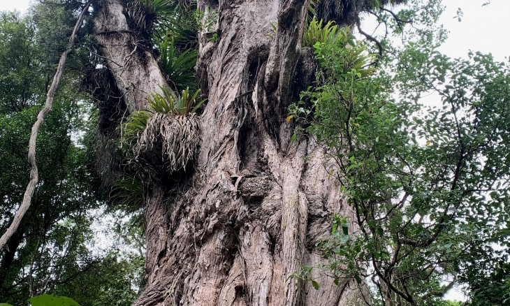 Image or Ratanui, a 1000-year-old northern rātā in Forest & Bird’s Bushy Park Tarapuruhi sanctuary. Credit Jayne Workman