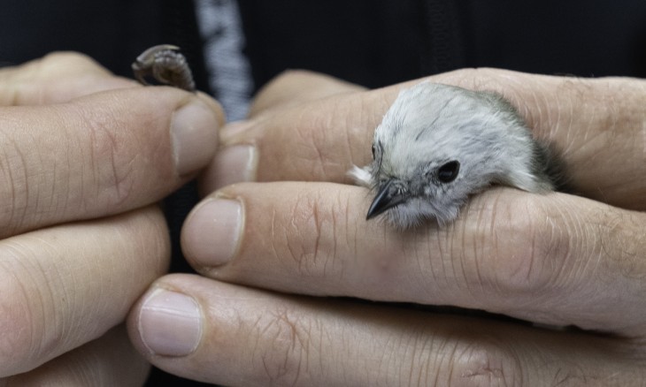 Tiny pōpokotea being banded before release into Bushy Park Tarapuruhi_credit Forest & Bird