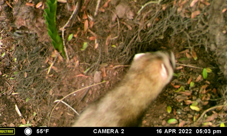 Trail cam image of ferret entering burrow
