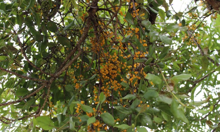 Native mistletoe (Ileostylus mistletoe) Tikitapu Reserve, Bay of Plenty