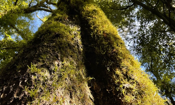 A 'beaut' photo of a podocarp, representative of the forest stature and canopy at Pelorus Bridge Scenic Reserve.