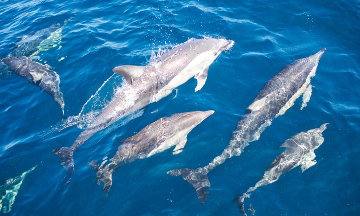 Dolphins in blue sea