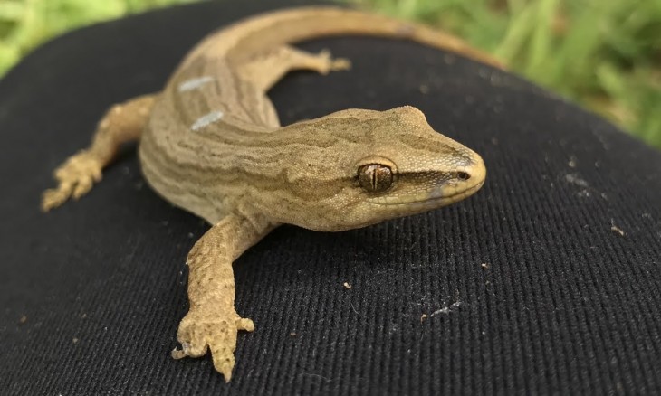 Goldstripe gecko. Image supplied