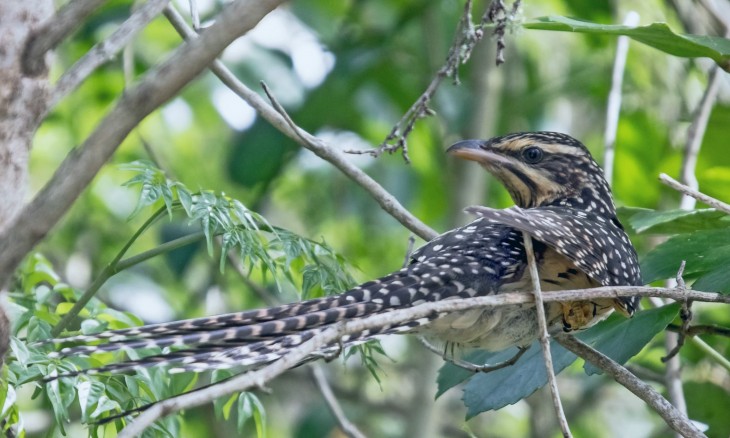 Long-tailed cuckoo. Credit Lisa Ridings