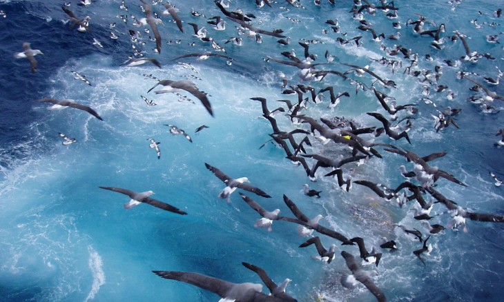 Ocean birds flying over net. Credit Ministry of Fisheries