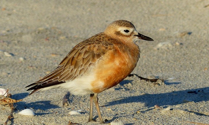 Tūturiwhatu, the Southern New Zealand dotterel. Credit Bernard Spragg (Creative Commons Licence).