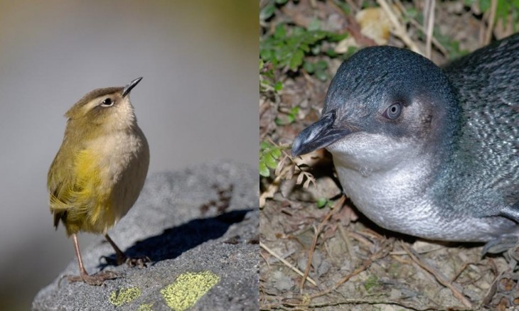 Left, a pīwauwau rock wren on a rock. Right, a kororā little penguin.