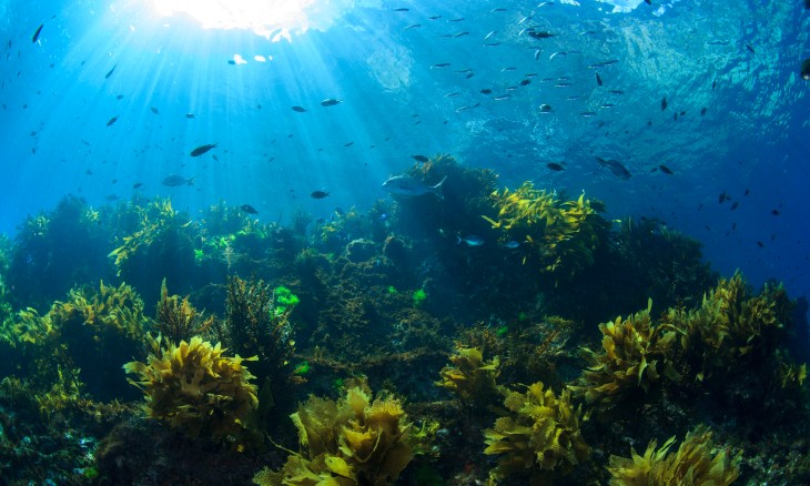 Sunlight shines through water illuminating a kelp reef