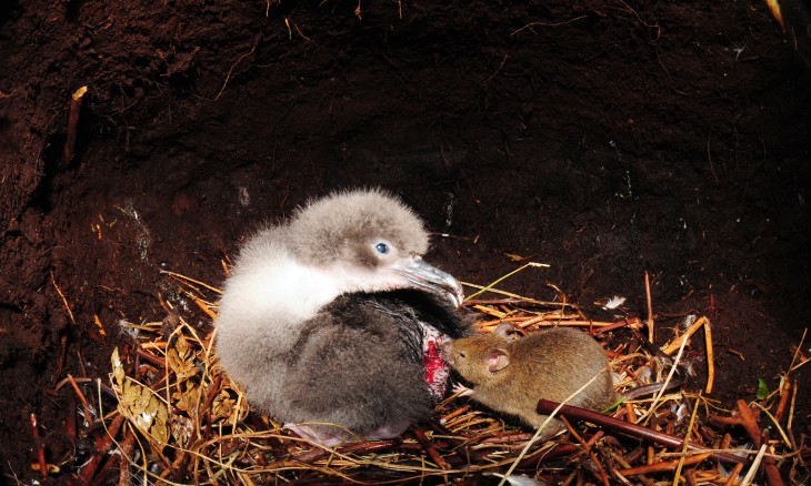 A great shearwater chick being predated in its nest by a house mouse on Marion Island. Image Ben Dilley