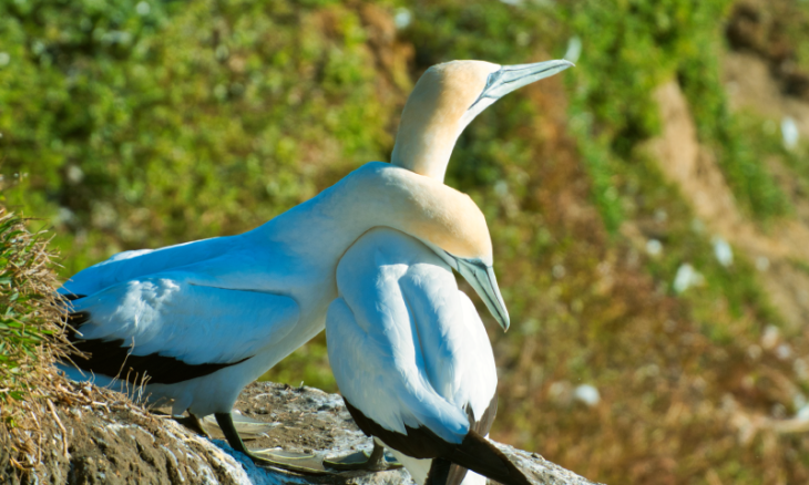 A couple of gannets hugging at Muriwai