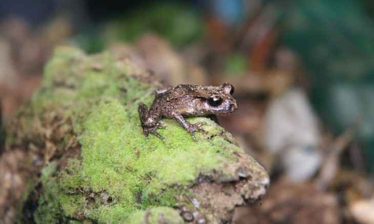 Maud Island frog. Image Zealandia