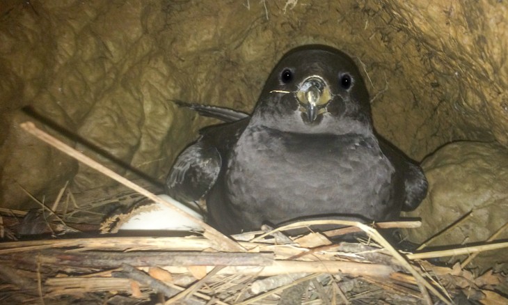 Westland petrel with egg on nest. Image Reuben Lane