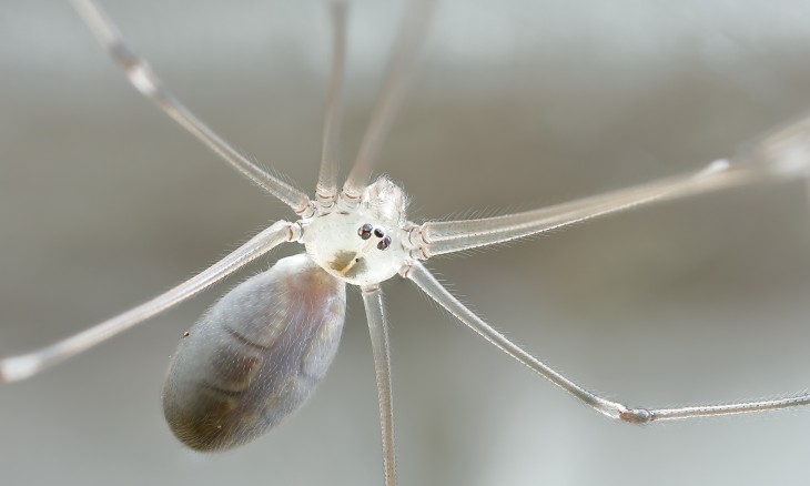 Pholcus phalangioides Daddy long legs or cellar spider - Bryce McQuillan