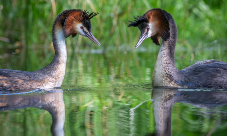 Two pūteketeke facing each other on a still pond in front of green reeds.