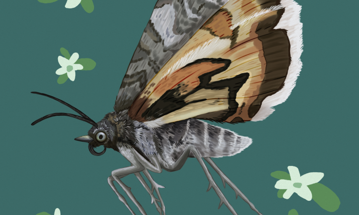 A colourful drawing of the avatar moth, by Magnolia Wild Design