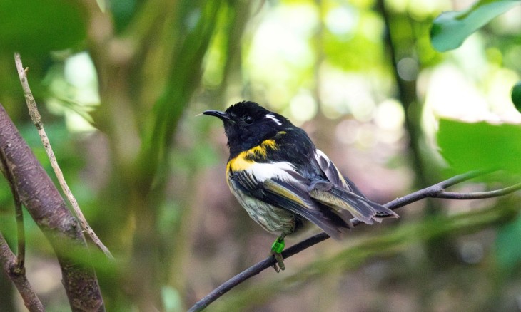 Hihi on branch