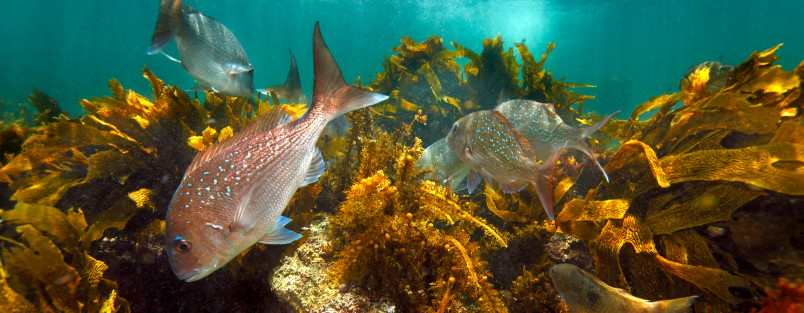 Underwater sea landscape featuring snapper swimming in a kelp forest