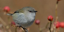 Grey Warbler