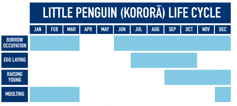 Table showing little penguin life cycle