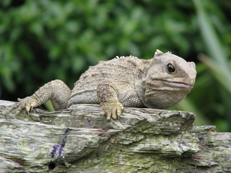 A tuatara sitting on a log