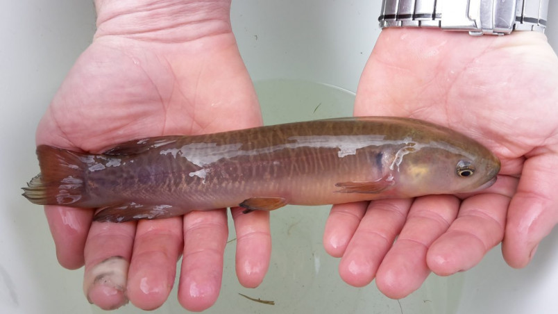 Banded kōkopu in someone's hands