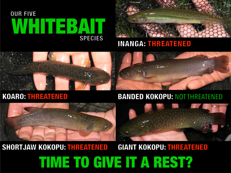 Infographic: inaga-threatened, kōaro-threatened, banded kōkopu-not threatened, shortjaw kōkopu-threatened, giant kōkopu-threatened