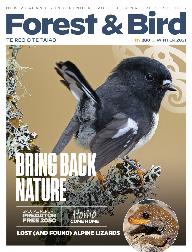 South Island tomtit on the cover page of the 2021 Winter magazine
