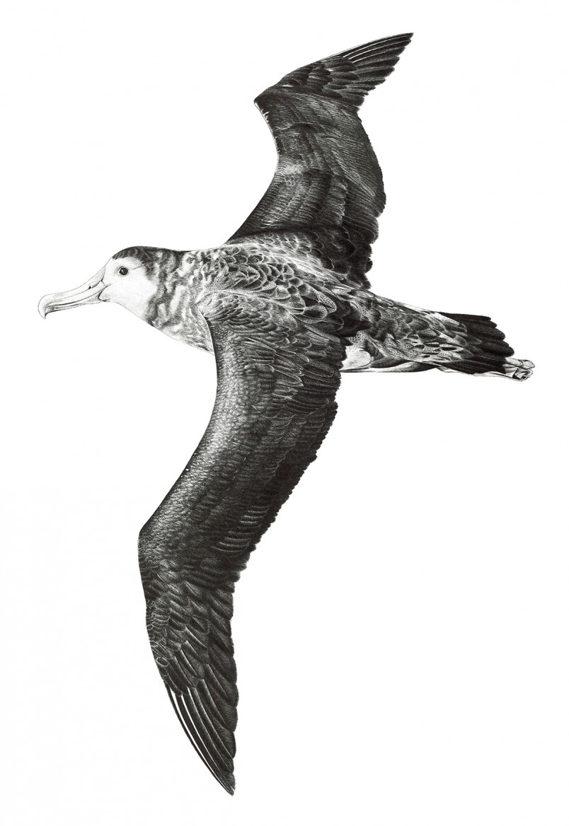 Hand drawing of a toroa albatross in flight by Hannah Shand