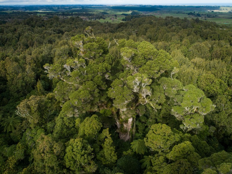 Rātānui, a 1000-year-old northern rātā in Forest & Bird’s Bushy Park Tarapuruhi sanctuary. Credit Lamp Studio