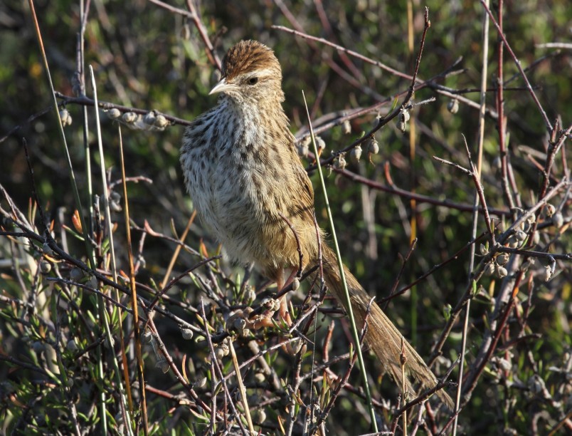 Fernbird in the bush at Pauatahnui reserve