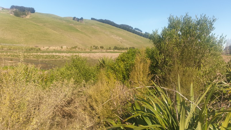 Pekapeak wetlands