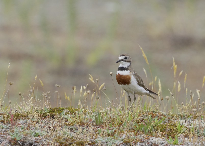 Tūturiwhatu banded South Island dotterel. Credit Greg Smith